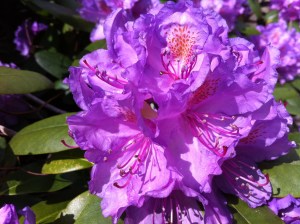 Pic of blossoming Rhododendron catawbiense