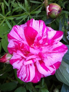 Pic of Rosa Mundi historic rose from 1581