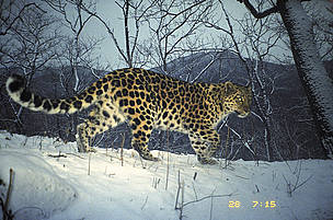 The Amur leopard - an ecotype
